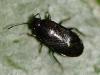 Lamprodema maura